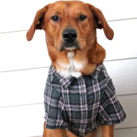 Flannel Dog Shirt - Dark Grey and Pink Plaid (Option: X-Large)