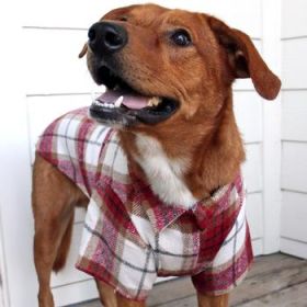 Flannel Dog Shirt - Red and White Plaid (Option: X-Large)
