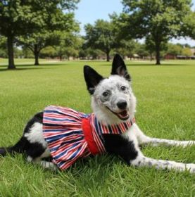 Patriotic Dress (Option: X-Small)