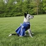 Blue Gingham Dress (Option: X-Small)